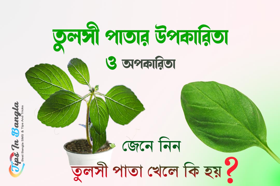 Tulsi patar upokarita তুলসী পাতার উপকারিতা অপকারিতা